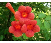 Campsis radicans (Trâmbiţă)